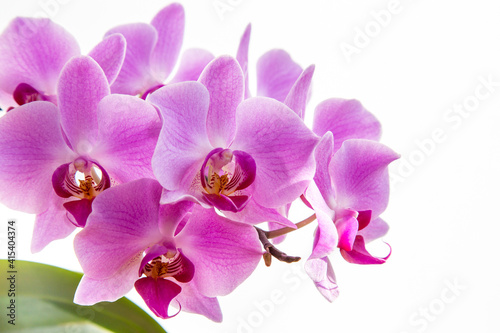 Blossoming pink orchid flower on the white background