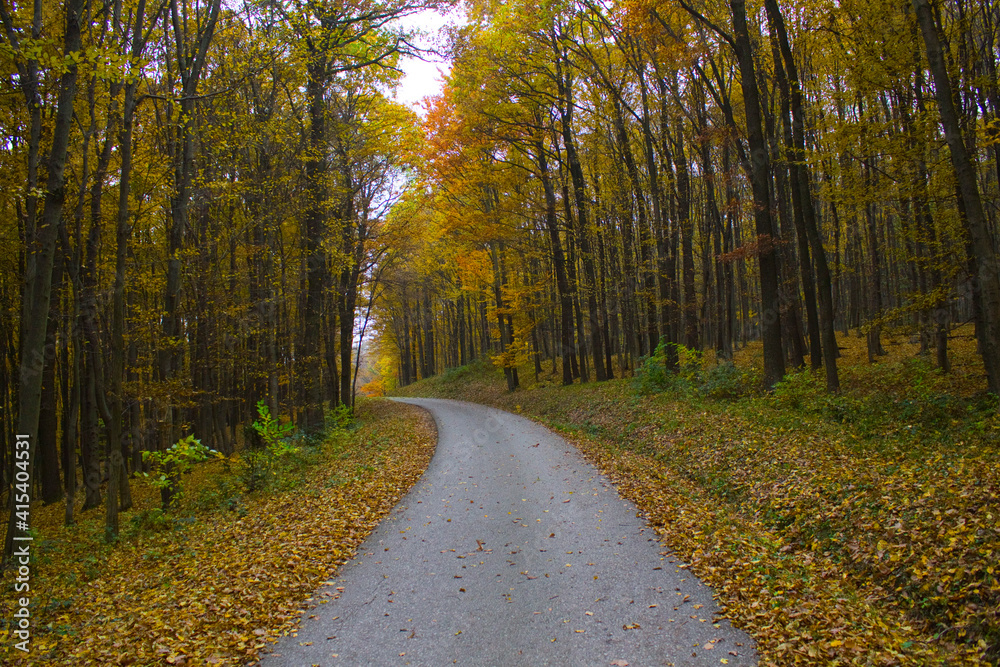 Obraz premium path in autumn forest