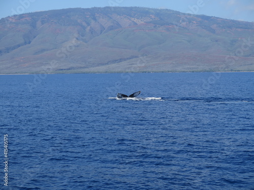 the tail fin of a humpback whale on Maui island, Hawaii, January