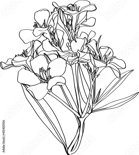 sketch of oleander