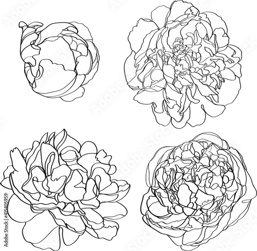 set of hand drawn flowers