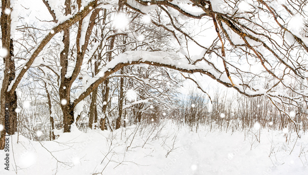 beautiful winter landscape with an oak forest during a snowfall and a path covered with snow beautiful winter landscape with an oak forest during a snowfall and a path covered with snow