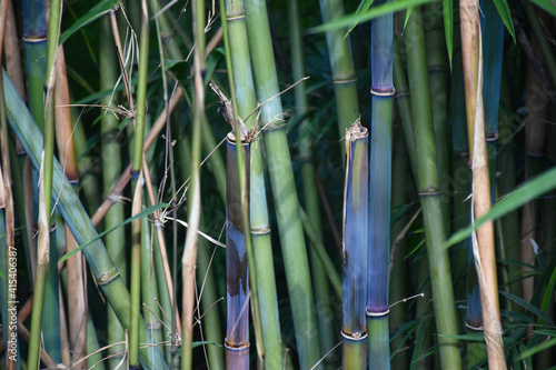 Himalayan Blue Bamboo