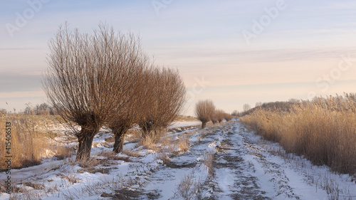winter landscape with a path and pollard willows. winter light