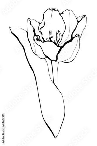 Hand drawn beautiful tulip. Leaner