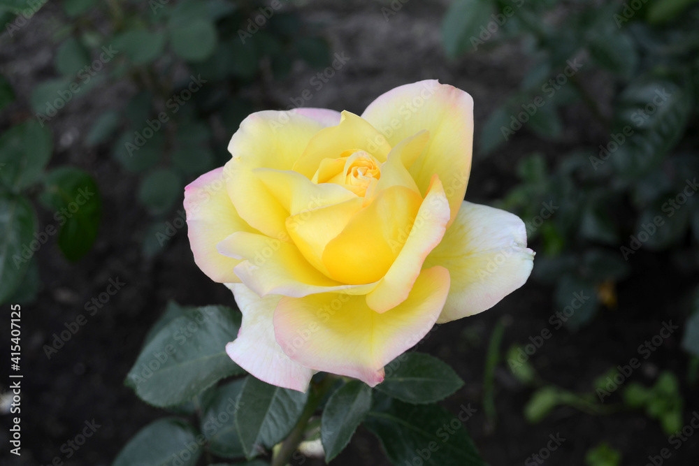 Grows rose in Garden. Flowers for the wedding and celebrationsin yellow color. Beautiful yellow Flowers close vew, petals Grows rose in Garden. Flowers for the wedding and celebrationsin yellow color. Beautiful yellow Flowers close vew, petals