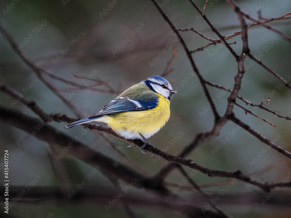 Titmouse.