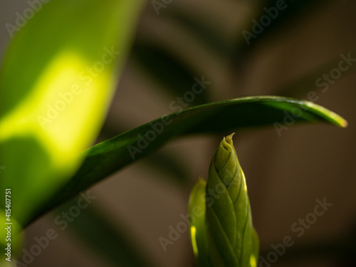 Fototapeta Naklejka Na Ścianę i Meble -  Close-up of young sprouts among the bright green leaves of the home plant zamioculcas in the morning sun