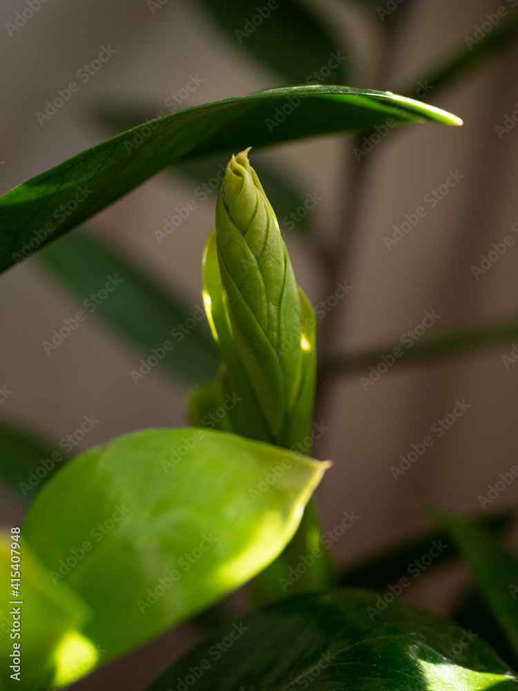 Obraz premium Close-up of young sprouts among the bright green leaves of the home plant zamioculcas in the morning sun