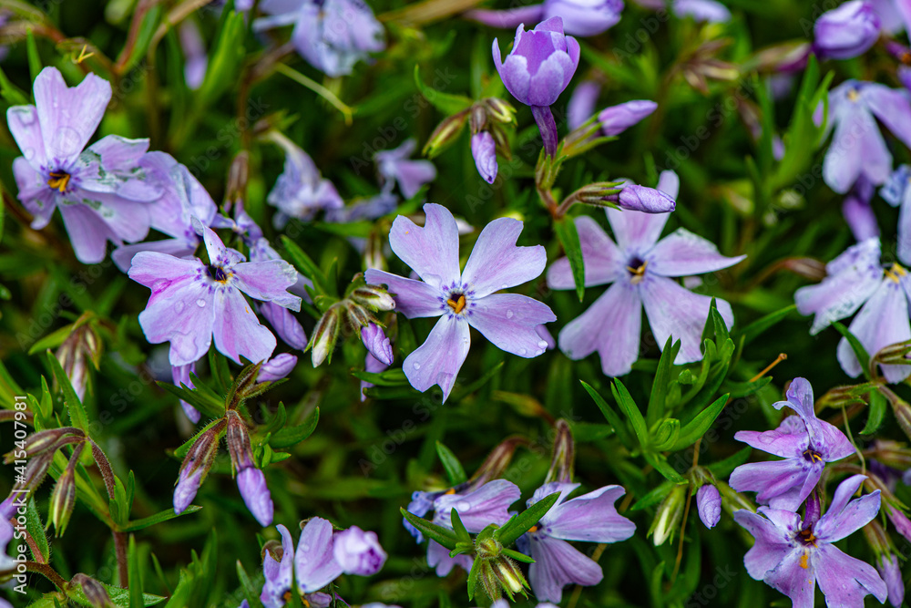 Blooming purple flowers phlox, close-up in the garden.