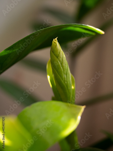 Fototapeta Naklejka Na Ścianę i Meble -  Close-up of young sprouts among the bright green leaves of the home plant zamioculcas in the morning sun