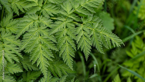 Green foliage of fresh plants.