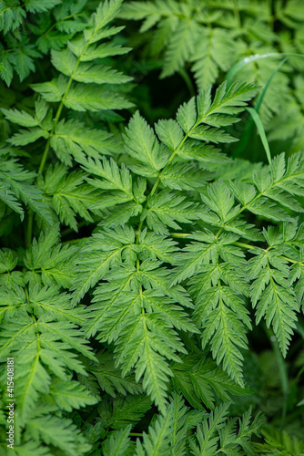 Green foliage of fresh plants.