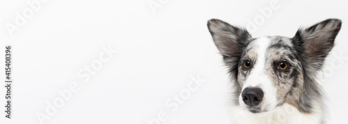 Fototapeta Naklejka Na Ścianę i Meble -  A close-up of a Border Collie dog's muzzle with erect ears against a white background. The dog is colored in shades of white and black and has long and delicate hair. An excellent herding dog