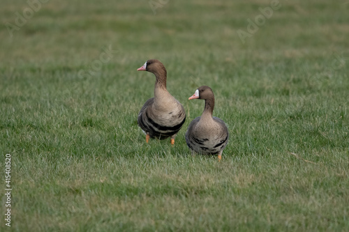 Greater whitefronted goose in the Netherlands. photo