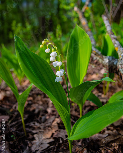 Blooming lilies of the valley in a deciduous forest.