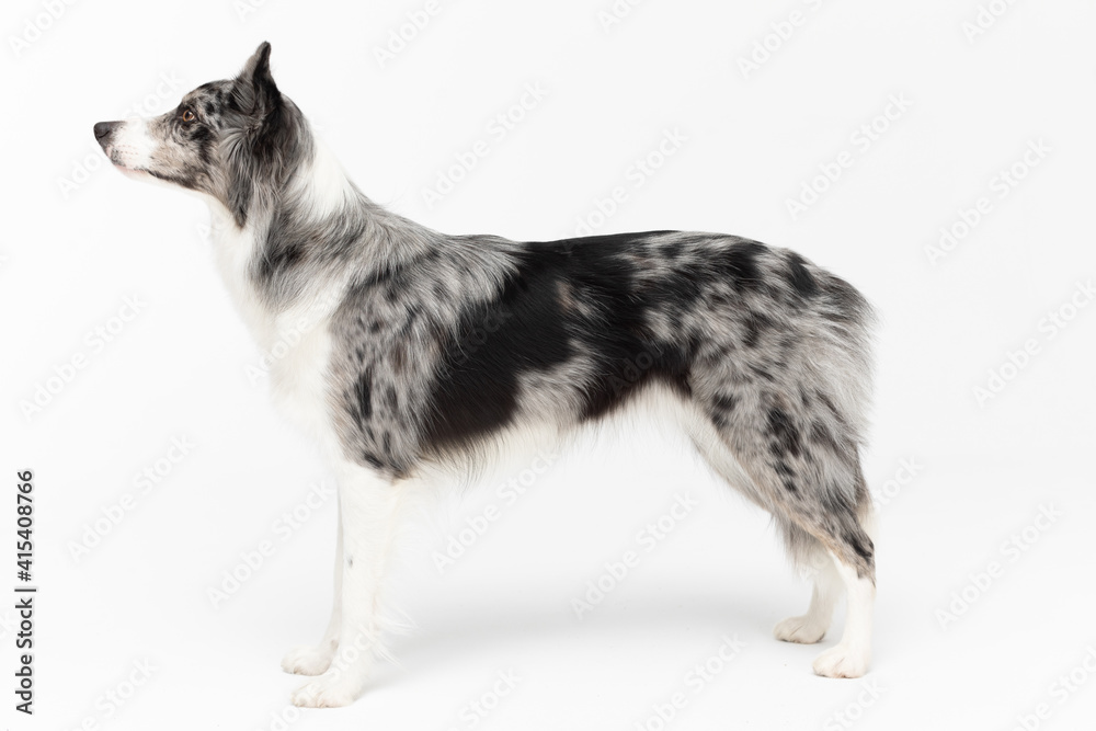 A Border Collie dog stands on a white background and looks looking ahead. The dog is colored in shades of white and black and has long and delicate hair. An excellent herding dog.