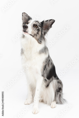 Sitting on a white background is a thoroughbred Border Collie with a full pedigree. The dog is colored in shades of white and black and has long and delicate hair. An excellent herding dog.