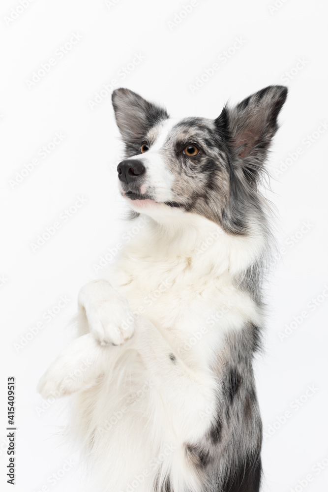 The Border Collie sat up and raised its front paws as if asking for a treat. The dog is colored in shades of white and black and has long and delicate hair. An excellent herding dog.