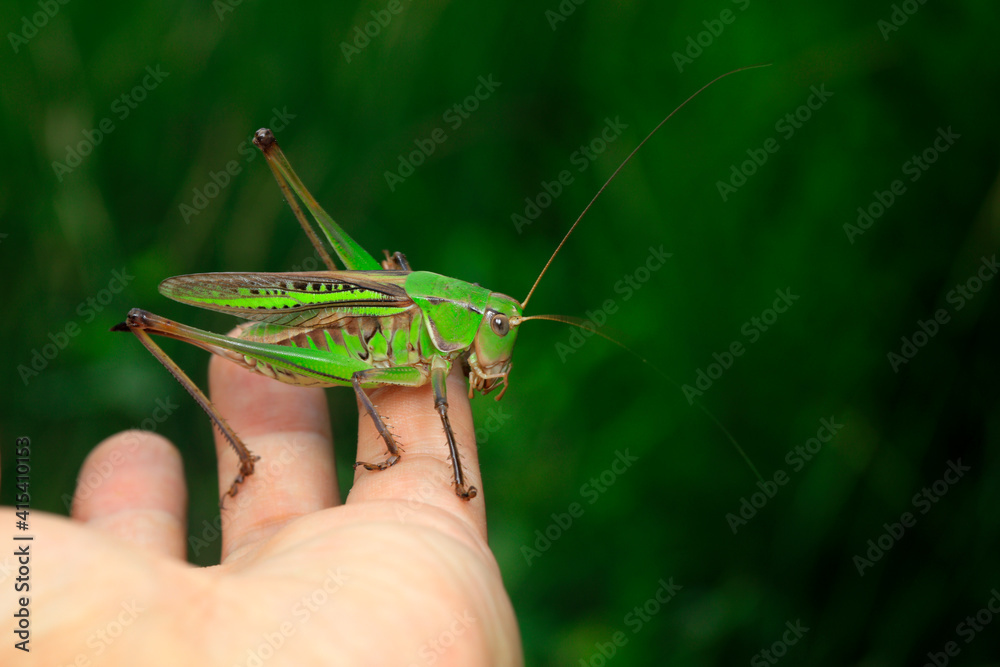 Katydids are in the hands of human beings, man and nature Katydids are in the hands of human beings, man and nature