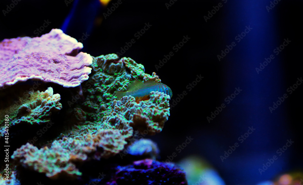 Naklejka premium Green clown coral goby - Gobiodon histrio