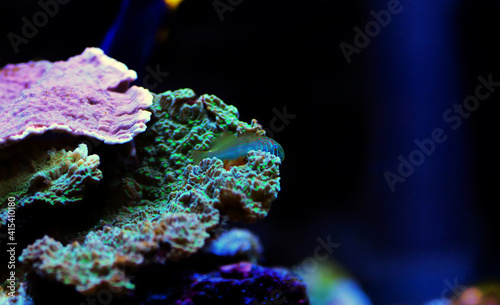 Green clown coral goby - Gobiodon histrio photo