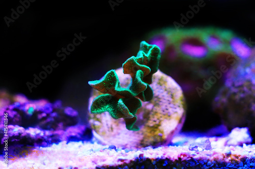 Fototapeta Naklejka Na Ścianę i Meble -  Pavona SPS Cactus Coral - (PAVONA DECUSSATUS)