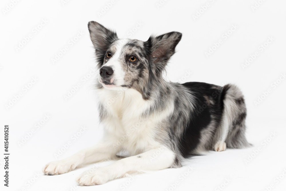 A Border Collie dog is lying obediently on a white background