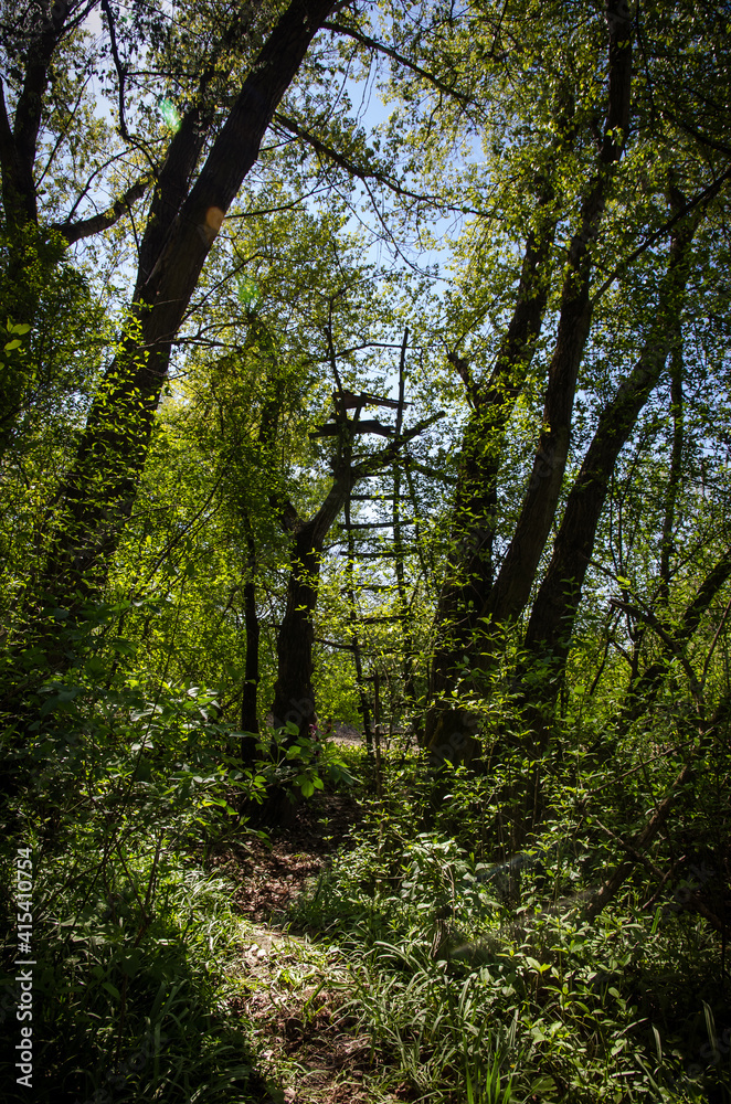 wooden ladder in the tree in forest wooden ladder in the tree in forest