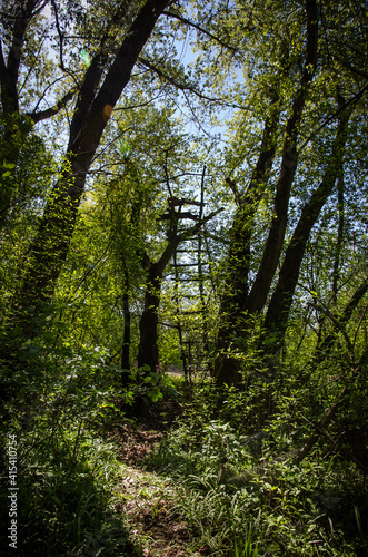 wooden ladder in the tree in forest