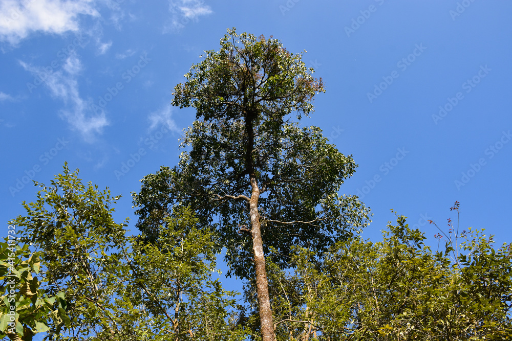 Obraz premium Himalayan Forest with Cloudy Blue Sky