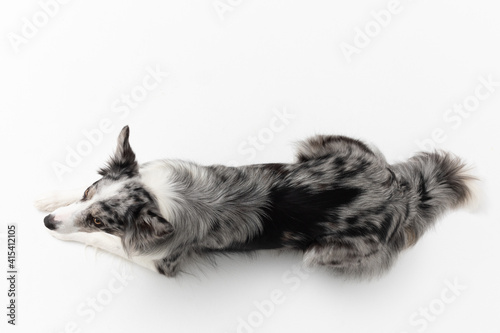 A Border Collie dog is lying on a white background. Top view. The dog is colored in shades of white and black and has long and delicate hair. An excellent herding dog. Panoramic frame. © fotodrobik