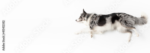A Border Collie dog on a white background is lying on its side and resting. Top view. The dog is colored in shades of white and black and has long and delicate hair. An excellent herding dog
