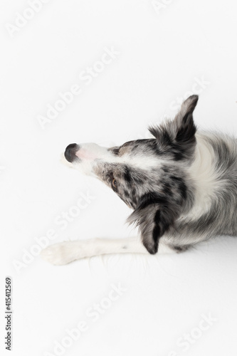 A Border Collie dog is lying on a white background. Top view. The dog is colored in shades of white and black and has long and delicate hair. An excellent herding dog.