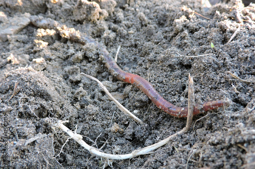A long common earthworm on the ground photo
