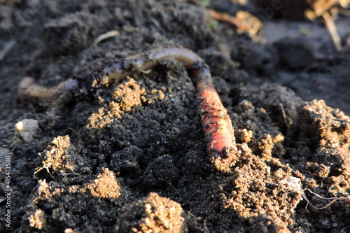 A long common earthworm on the ground photo