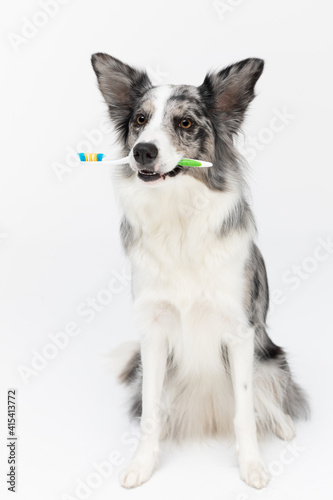 The dog holds a toothbrush in its mouth and reminds you to brush your teeth. Border Collie dog in shades of white and black, and long and fine hair. An excellent herding dog.