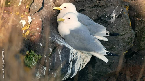 Gull bird nest stone rock sea ocean animal