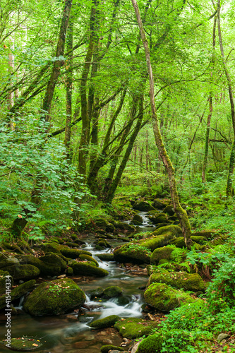 green forest 