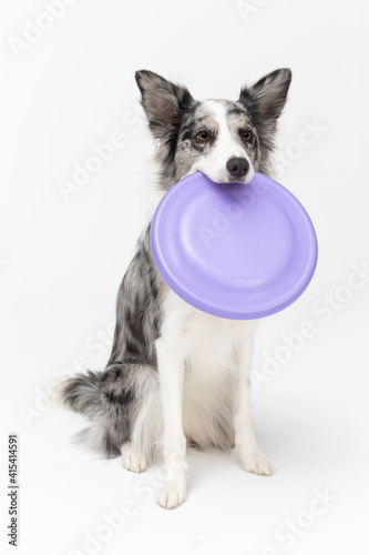 The dog is sitting on his ass and holding a frisbee with his teeth and is ready for his favorite play. Border Collie dog in shades of white and black, and long and fine hair. An excellent herding dog.