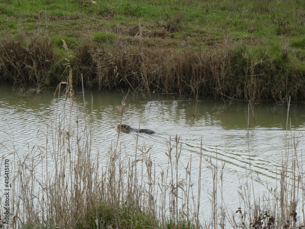 Fototapeta premium Nutria