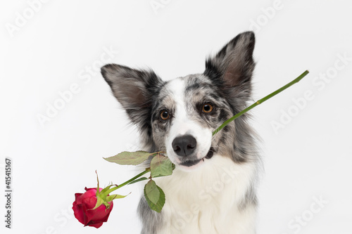 A close-up portrait of a dog that tilts its head and holds a fresh red rose in its teeth. Purebred Border Collie dog in shades of white and black, and long and fine hair. An excellent herding dog.
