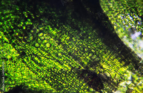 Moss leaf under the microscope, green cell background