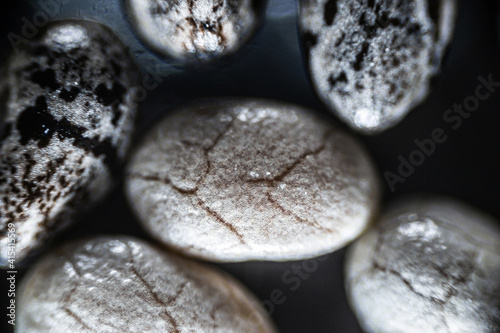 Chia seeds close up under the light microscope, magnification 40 times, soft focus
