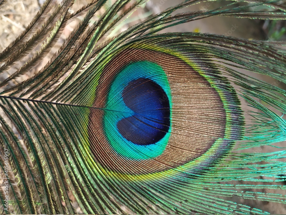 Obraz premium peacock feather close up