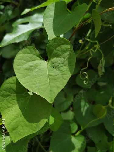 green leaves background