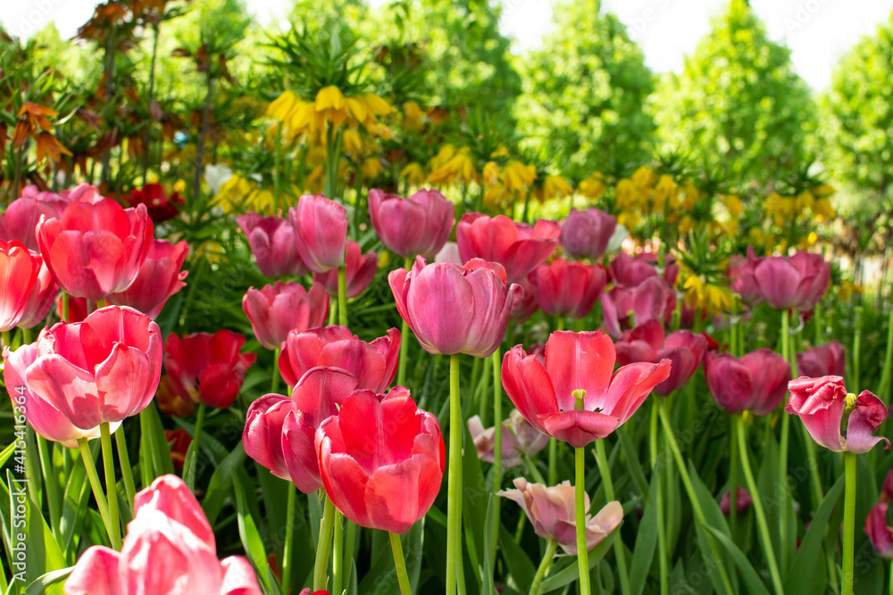 Garden with amazing red tulips, tulip field Garden with amazing red tulips, tulip field