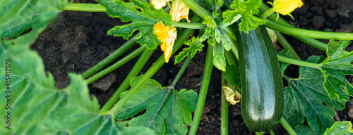 one fresh ripe green zucchini on the garden bed. Soft focus Concept harvesting.