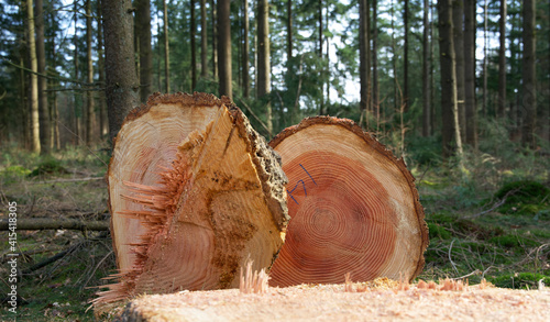 Close up of a freshly felled tree in the woods with a close view of the annual rings