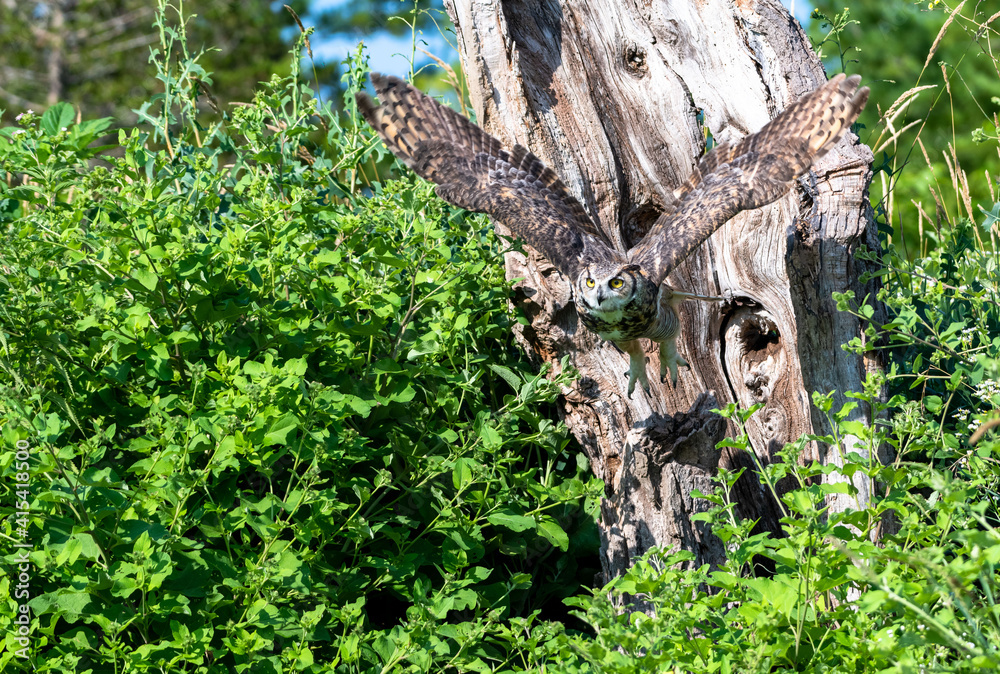 Great horned owl in flight Great horned owl in flight